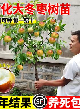 冰糖脆枣树活苗沾化冬枣树大枣超甜南方北方耐寒特大盆栽冬枣苗树