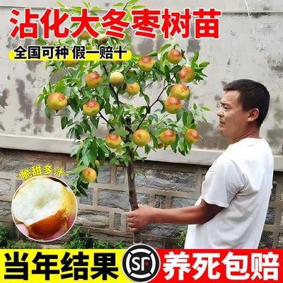 冰糖脆枣树活苗沾化冬大超