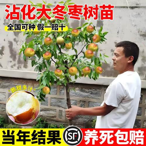冰糖脆枣树活苗沾化冬大超