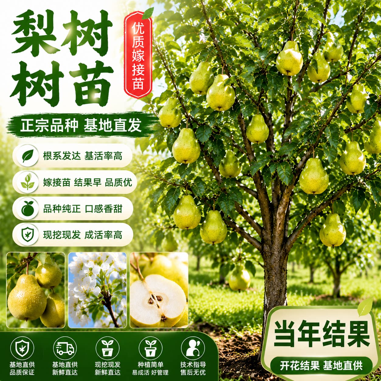 正宗嫁接秋月梨树苗南北方盆栽图片