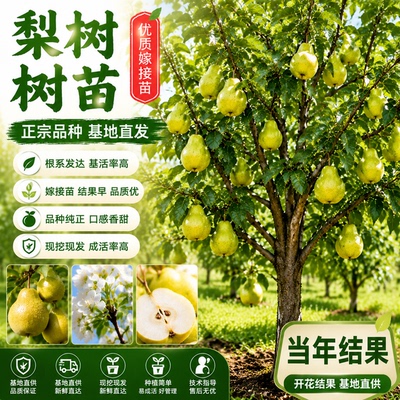 正宗嫁接秋月梨树苗南北方盆栽