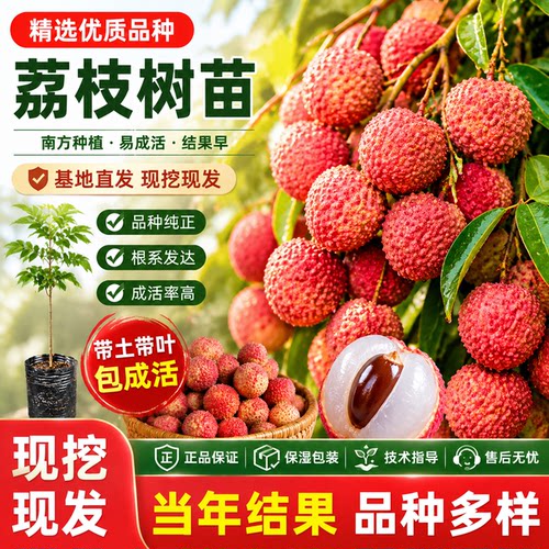 无核妃子笑荔枝树苗嫁接盆栽