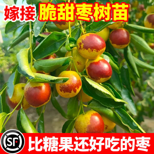 冰糖脆枣树活苗沾化冬大超