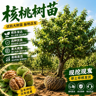 嫁接薄皮核桃树苗当年结果