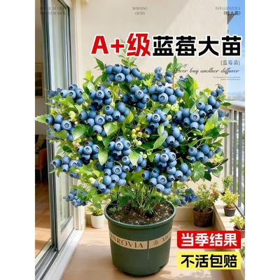 蓝莓树果苗盆栽特大号室内