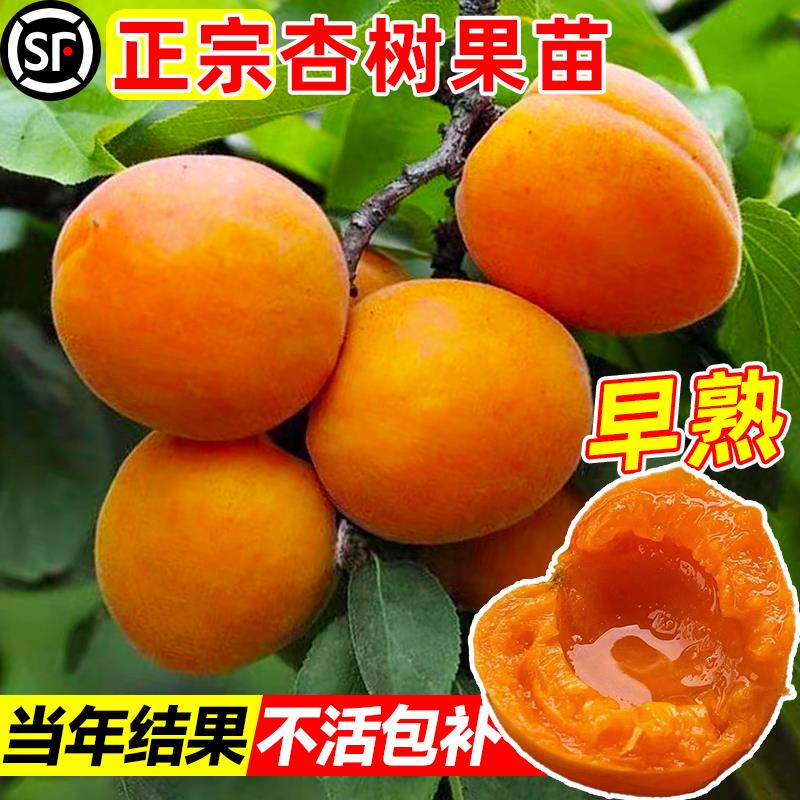 杏树苗特大早熟帝王甜杏子苗南方北方种植盆栽地栽果树苗当年结果