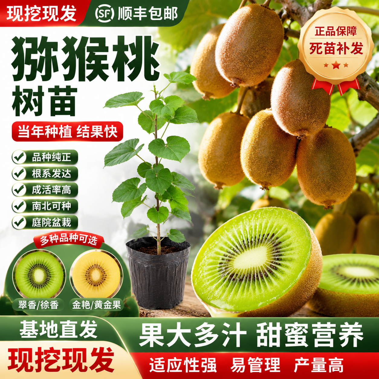 黄心猕猴桃树果苗当年结果公母同株徐香红心嫁接果树苗带土大苗