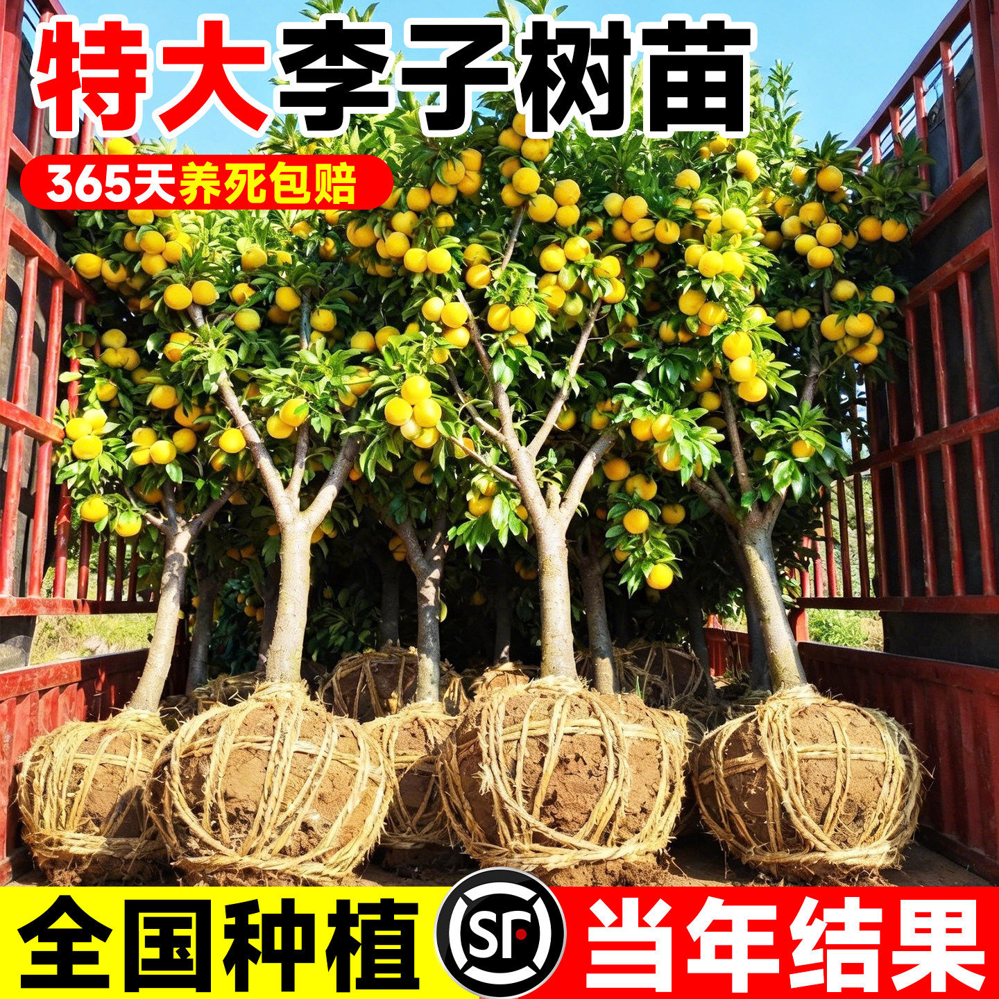 特大李子树苗嫁接蜂糖李青脆李三华李南北方盆栽地栽当年结果树苗