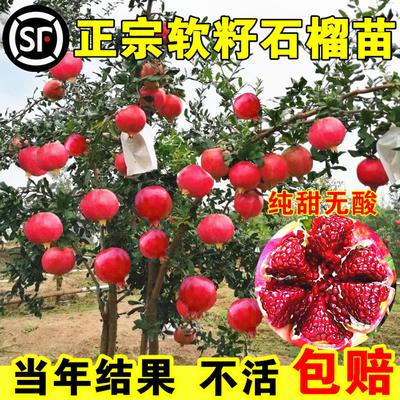 大石榴树苗突尼斯软籽庭院