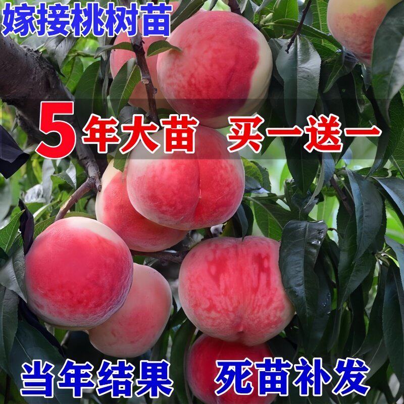 桃树果苗新品种嫁接苗黄桃冬桃苗北方南方种植特大地栽盆栽桃树苗