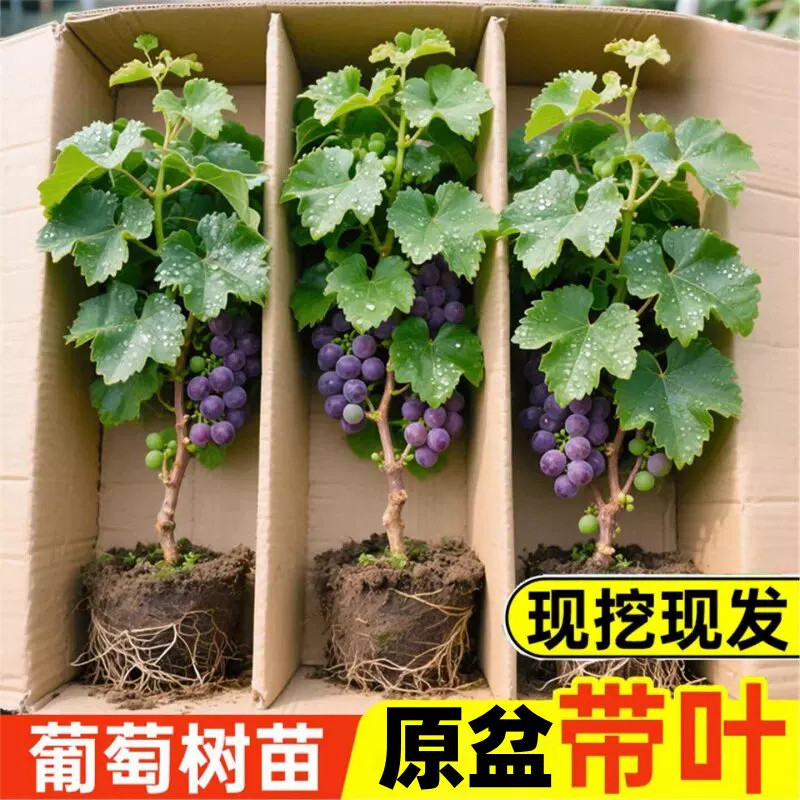 葡萄苗巨峰阳光玫瑰果树苗无籽蓝宝石南北方四季种植盆栽庭院爬藤
