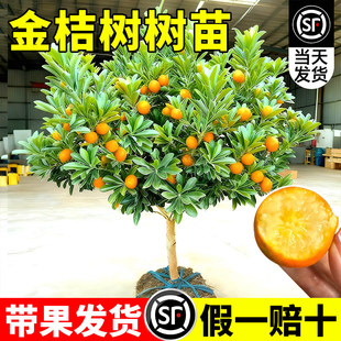 脆皮金桔树苗带果发货可食用金橘桔子树阳台庭院四季结果耐寒植物