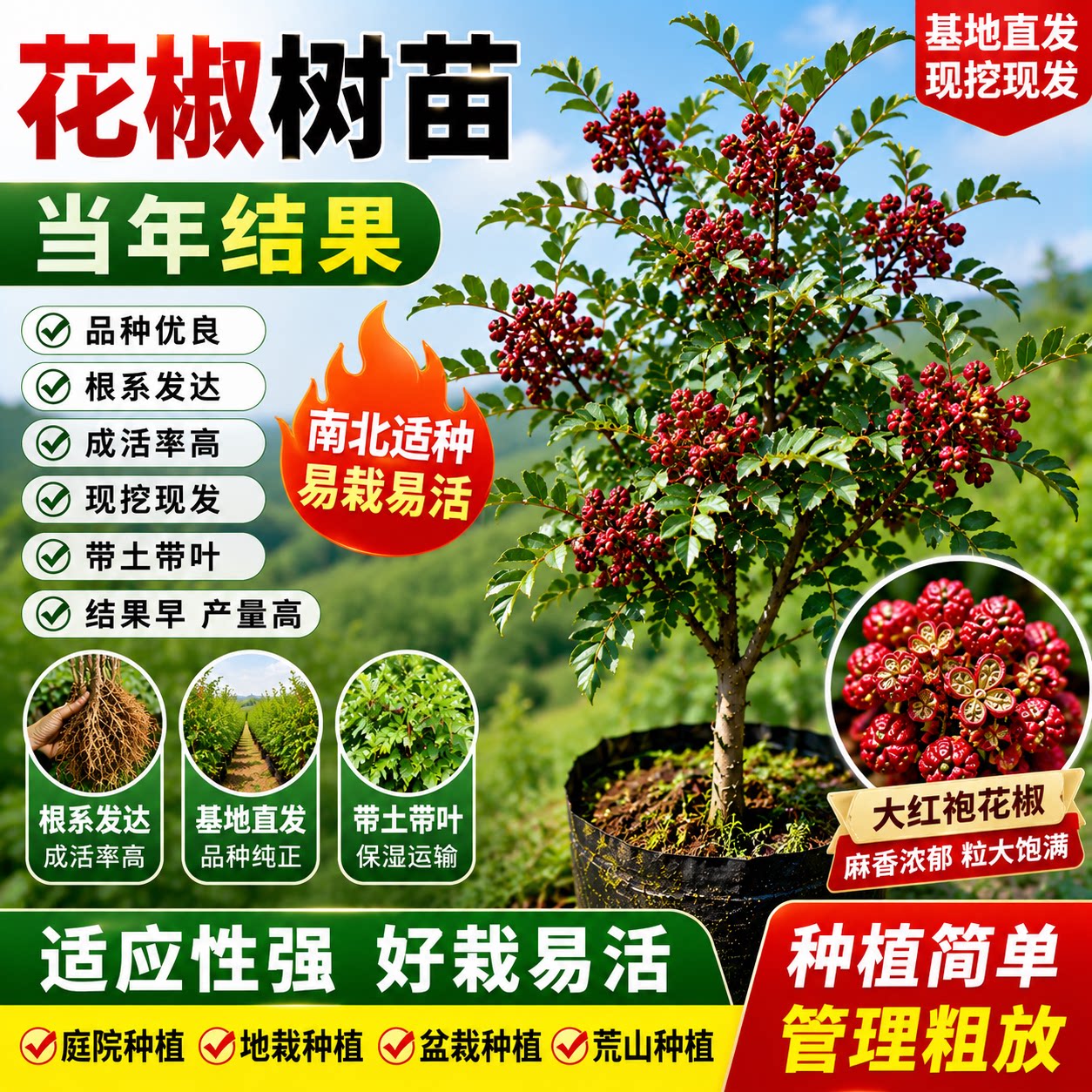 四川汉源大红袍无刺花椒苗盆栽图片