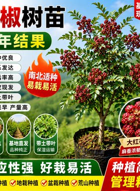 四川汉源大红袍无刺花椒苗盆栽