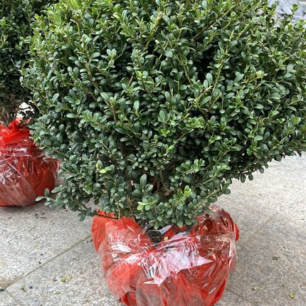 绿植耐寒耐晒常绿植物庭院绿化景观植物龟甲冬青球