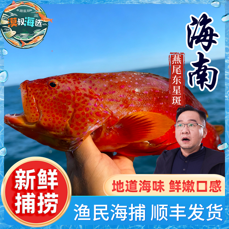 海南西沙渔民海钓海捕燕尾东星斑