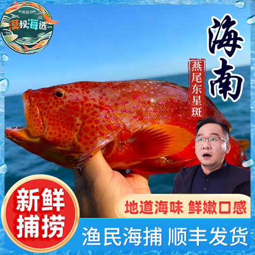 海南渔民海钓海捕燕尾东星斑