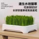 猫咪无土水培猫草盆栽去化毛球种植猫草零食种子育苗盘猫咪化毛草