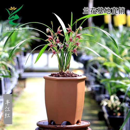 喜花里兰花苗高端四季建兰半江红正品色花三大红荷新手好养勤芽花