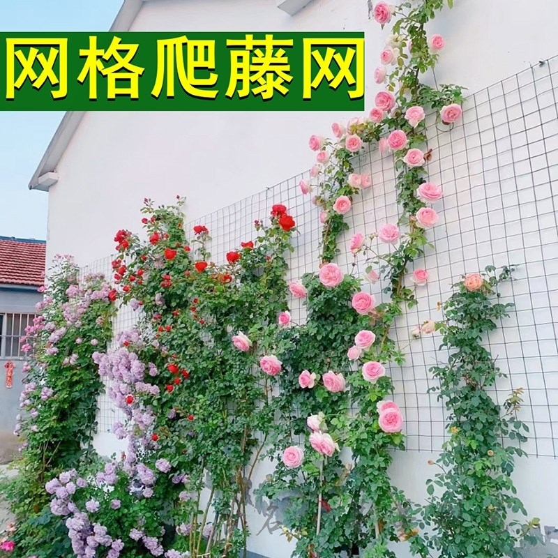 蔷薇爬藤网月季植物上墙花架铁丝钢丝户外墙角固定攀爬花墙架网格图片