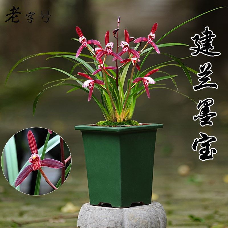 兰花苗盆栽植物室内四季兰建兰墨宝高档色花好养现带花名贵花卉