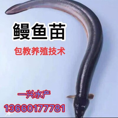 现苗发货鳗鱼苗 白鳝鱼苗 花鳗苗河鳗苗 白鳗青鳝 美洲鳗淡水包活