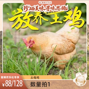 【湖北恩施溯源】农家正宗散养老母鸡新鲜整鸡