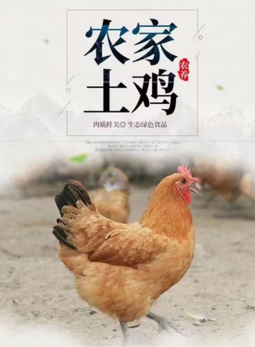 【恩施溯源】恩施农家正宗散养老母鸡新鲜整鸡