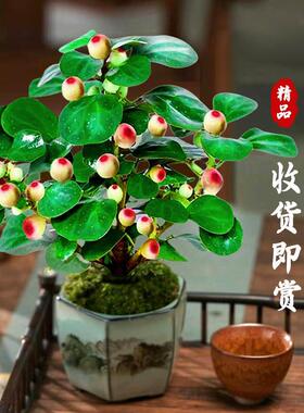 【下单立减50】小盼菩提盆栽带果办公室内桌面好养绿植物_HL1