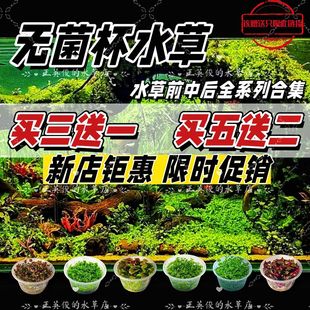 无菌杯水草鱼缸造景牛毛矮珍珠前中后景增氧阴性植物