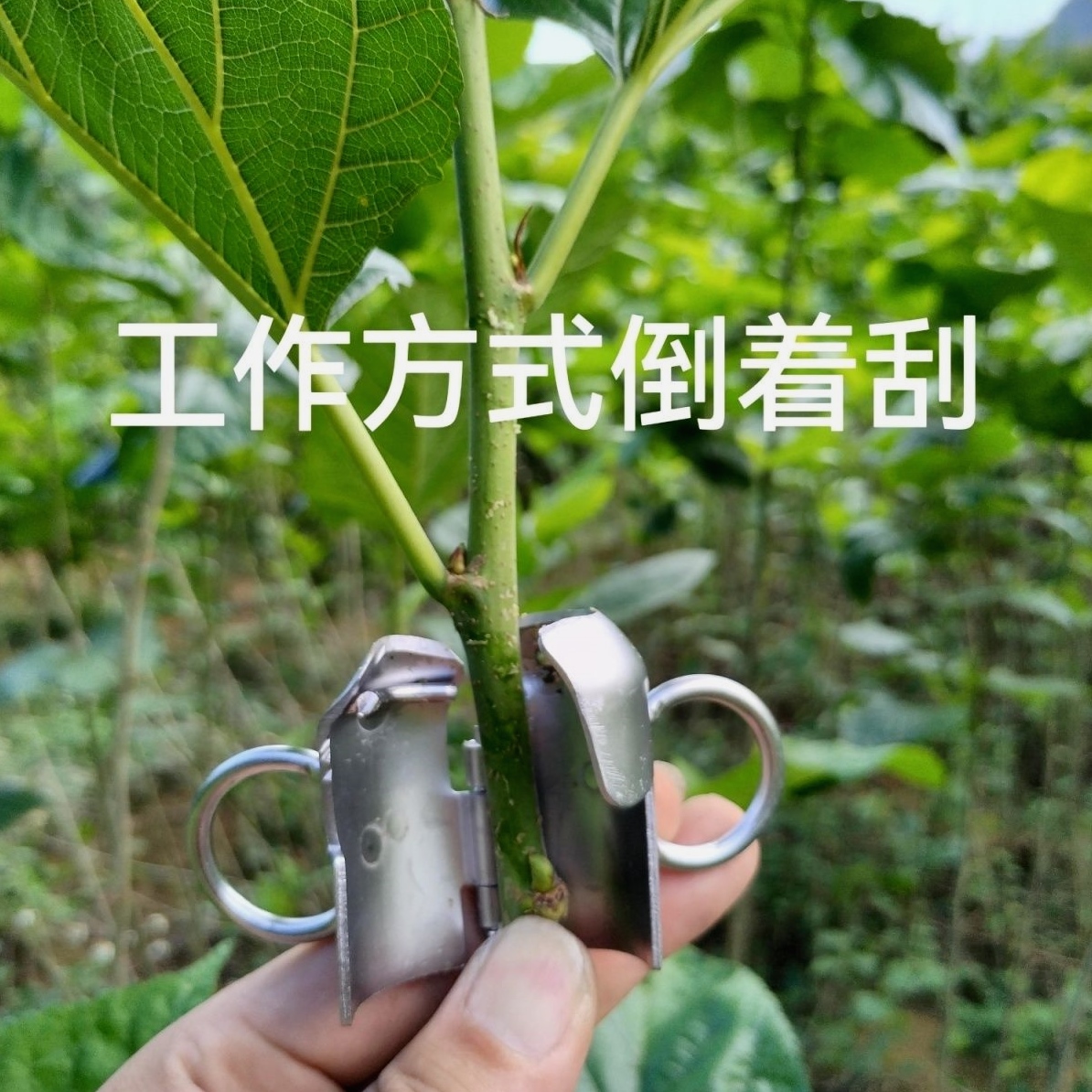 摘桑叶工具刮桑叶机摘桑叶器捡叶器蚕药蚕种蚕茧桑树苗方格簇清理