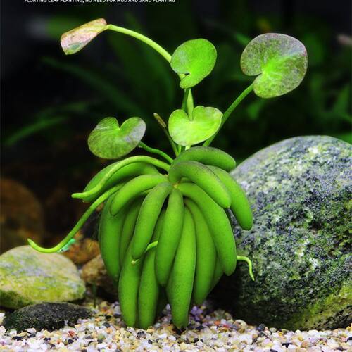 香蕉草懒人香蕉树水培水生增氧水草水培植物水养鱼缸造景绿植