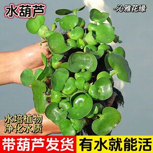 水葫芦增氧的水草净化绿化水生植物开花水质会好伴侣水池水族