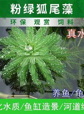 狐尾藻水培水葫芦摆件植物鱼缸造景养龟养鱼净化水质水草养殖鱼缸