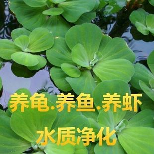 水芙蓉 鱼池 水生植物净化水质造景养鱼养虾懒人水培植物水草浮萍