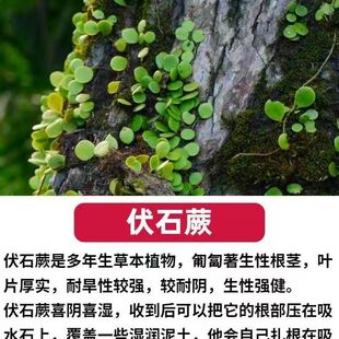 伏石蕨抱树蕨绿植雨林水陆缸假山缸攀爬造景常用常绿叶植物抱石莲
