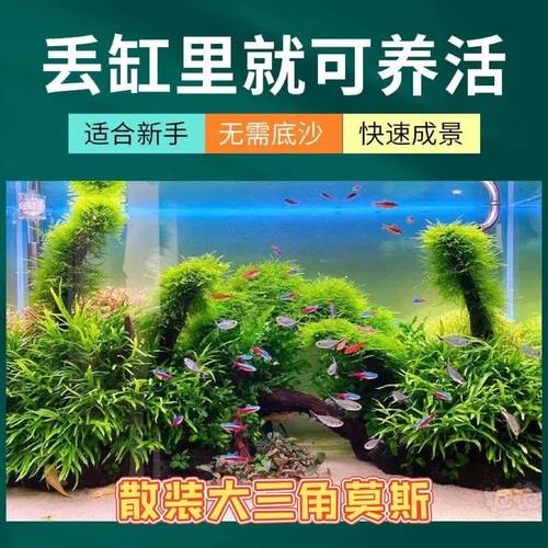 散装大三角莫斯水草鱼缸造景石头沉木装饰新手懒人简单好养真水草