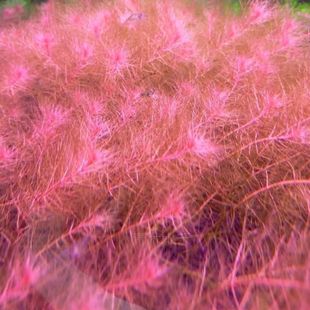 乌苏里聚藻 自养水下叶鱼缸草缸造景水草荷兰景新手开缸水草