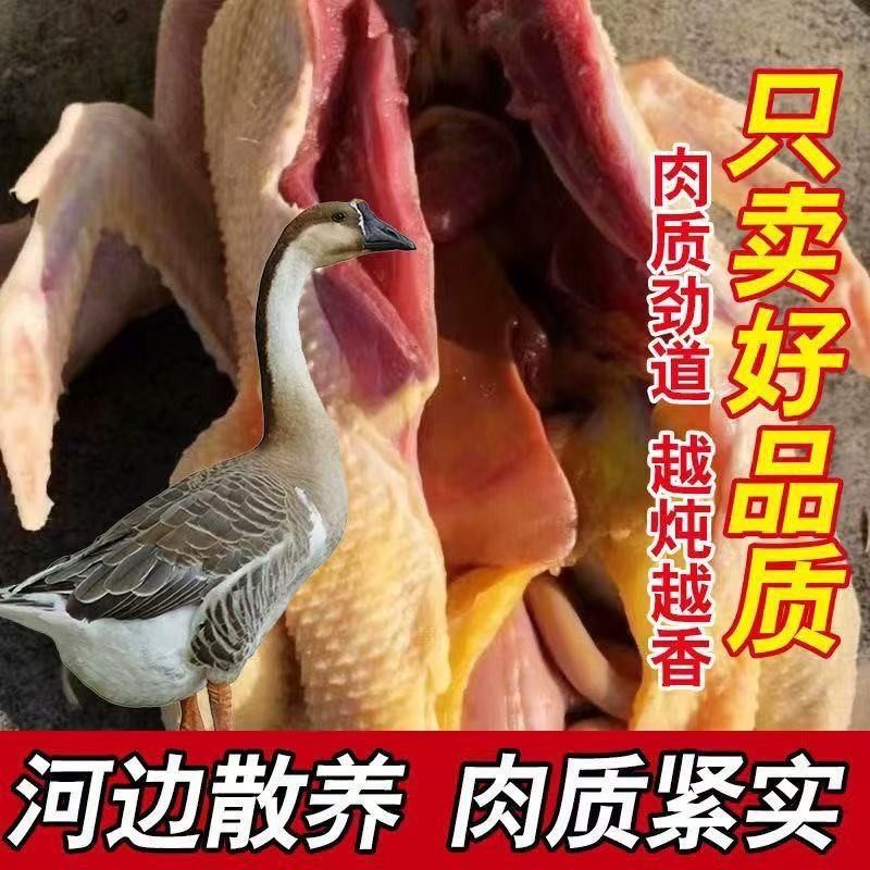 粮仁福甄选顺丰散养整只大雁鹅净重4.6-5斤带掌、翅、心肝