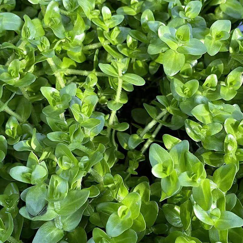 新手必选虎耳坨草根系稳固鱼缸造景好养活懒人耐活造景水草