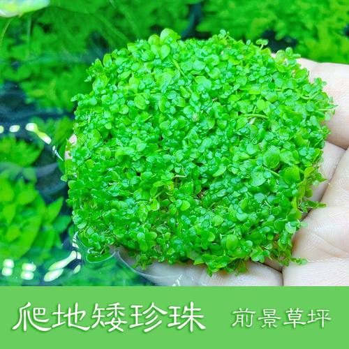 前景草 鱼缸草坪 爬地矮珍珠 趴地矮珍珠 爬地珍珠 鱼缸造景水草