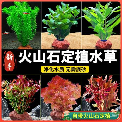 花百年山形火山石水草宝塔水榕懒人水草植物鱼缸造景套餐阴性真草
