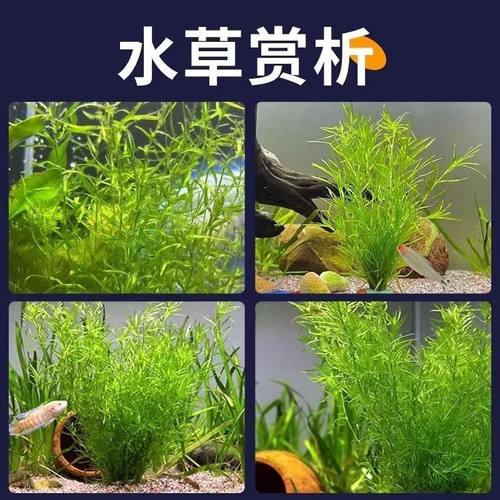 水族鱼草竹节草适合新手养的阴性水草好养耐活草缸鱼缸布景小型鱼