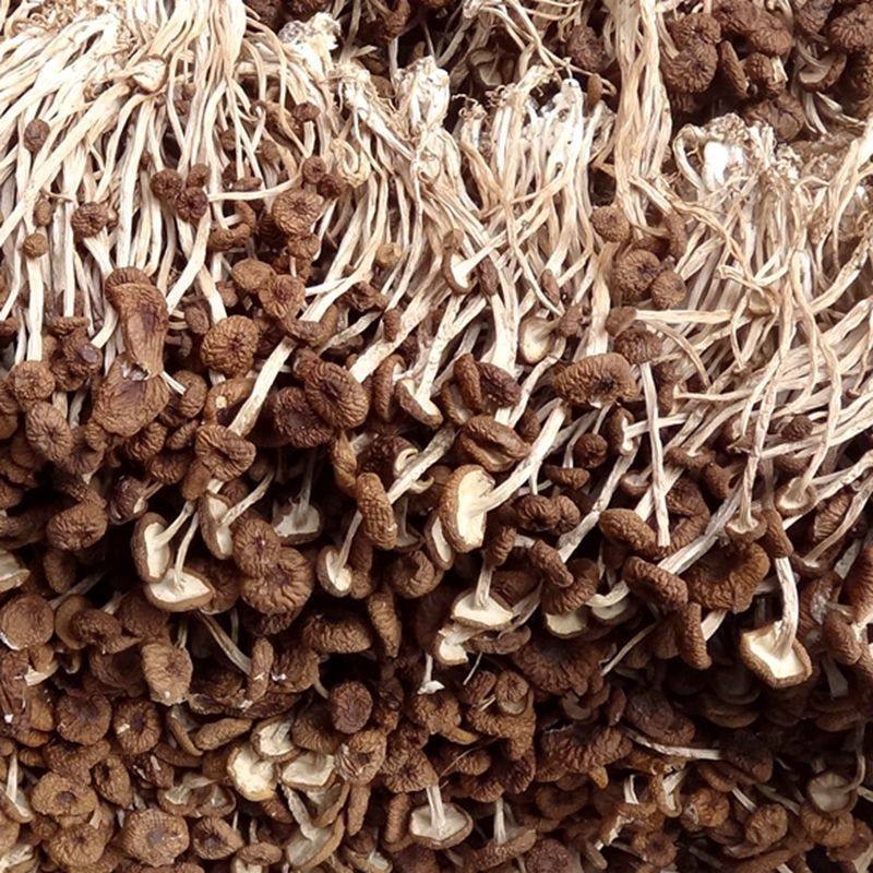 茶树菇干货古田不开伞新鲜正宗茶树菇菌菇煲汤,粮油调味/速食/干货/烘焙,羊肚菌,淘宝优惠券,粉丝福利购,淘宝优惠卷