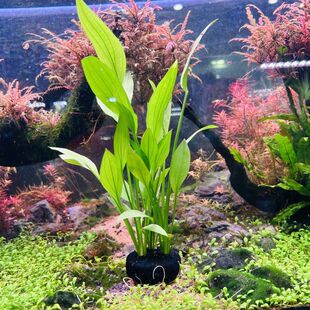 阿根廷皇冠水草会开花的挺水植物阴性不用二氧化碳新手入门级增氧