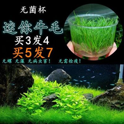 无菌杯迷你牛毛前景草坪绿水草免洗家用客厅增氧专用鱼缸装饰懒人
