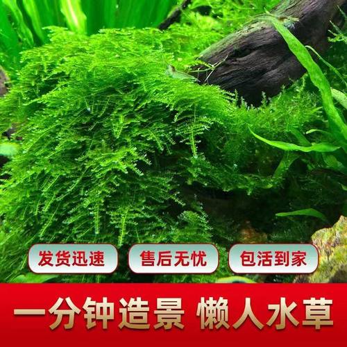 鱼缸莫斯水草植物活体片散装莫丝树球沉木大三角垂泪前景造景