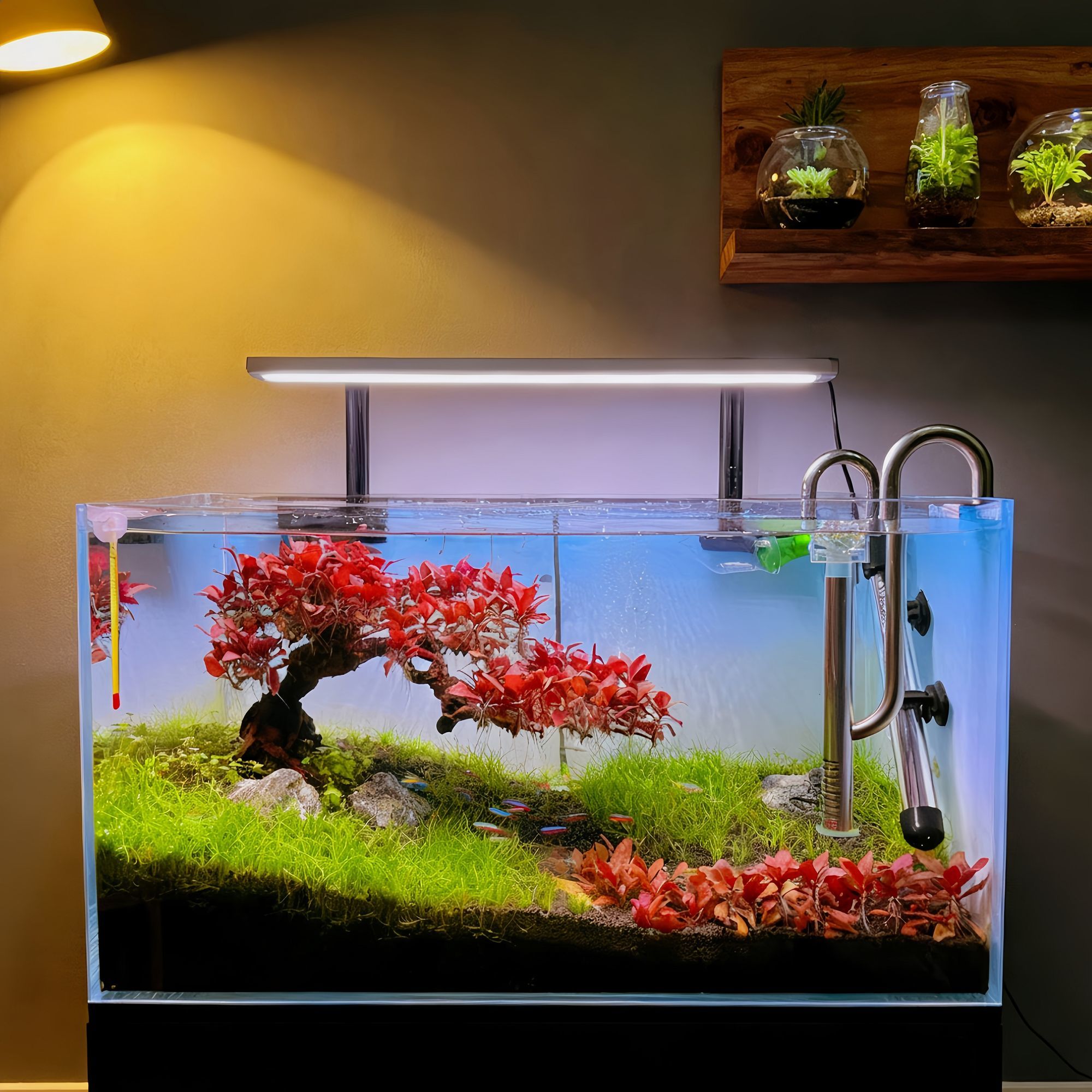 迷你血心兰水草红色水草鱼缸草缸植物淡水懒人生命之树造景无菌杯