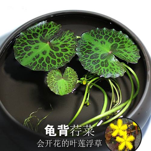 龟背荇菜黄花睡莲鱼缸浮萍水草活体植物浮性净化水质微景观水族草
