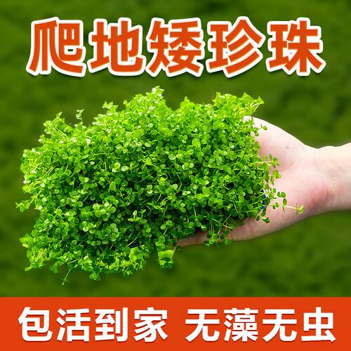 爬地矮珍珠前景草鱼缸水草植物真草鲜活净水阴性草新手无菌杯牛毛